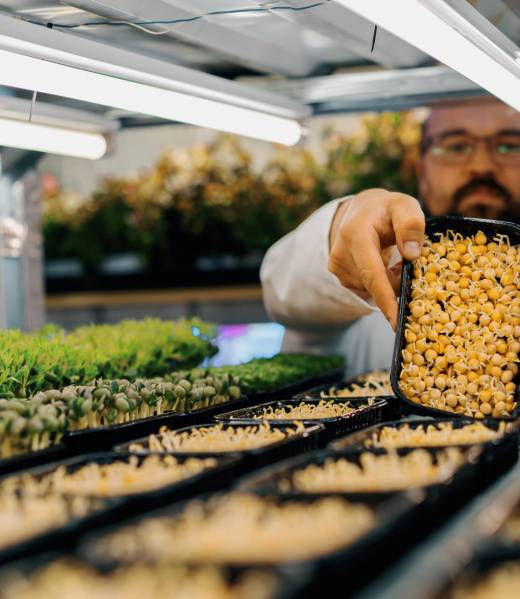 A farmer shows sprouts of microgreens on the shelves of vertical farm eco food growing greens healthy eating